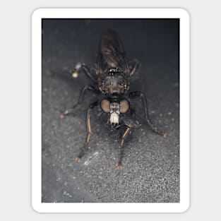 Robber fly (Asilidae) with prey Sticker